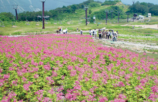 하쿠바 알프스 꽃 삼매경(花三昧)